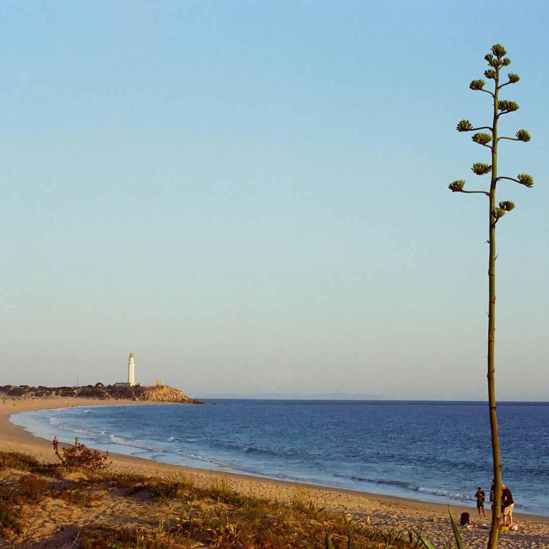 Candido 200 Colour Negative Film (35mm Roll Film, 36 Exposures)